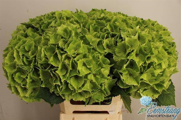 HORT. EMERALD VERT 60 $$$