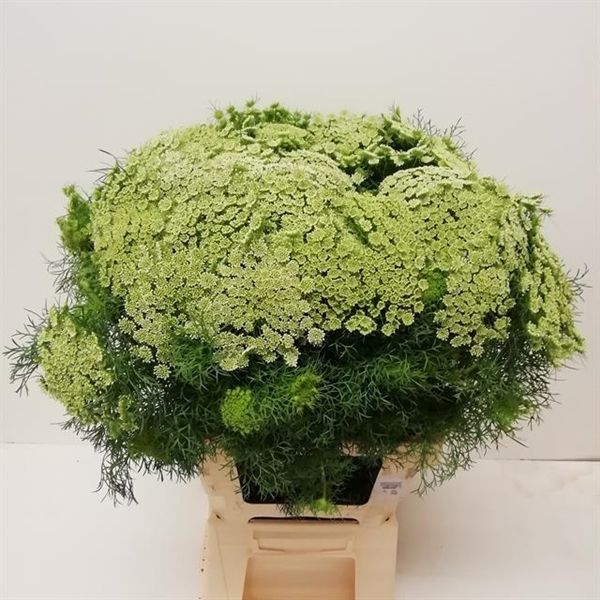 DILLE CASABLANCA 70CM