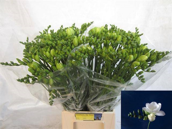 FREESIA BLANC $$$