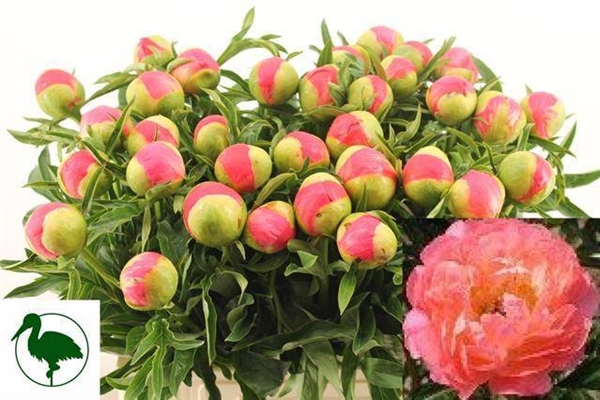 PIVOINE CORAL SUNSET 60CM