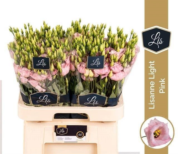 LISIANTHUS ROSE $$$