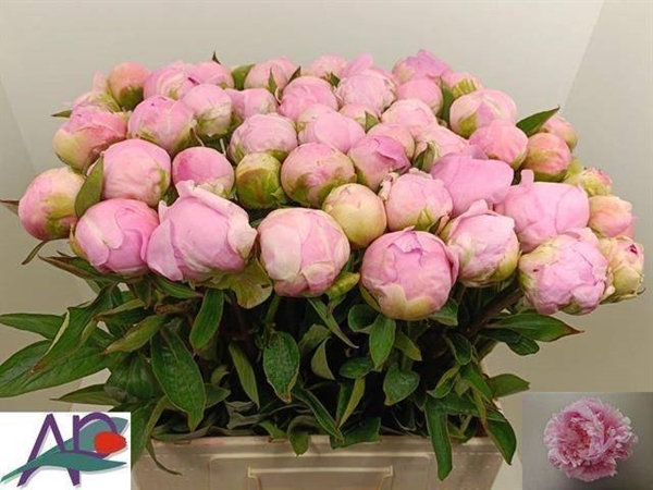 PIVOINE DINNER PLATE 55 $$$