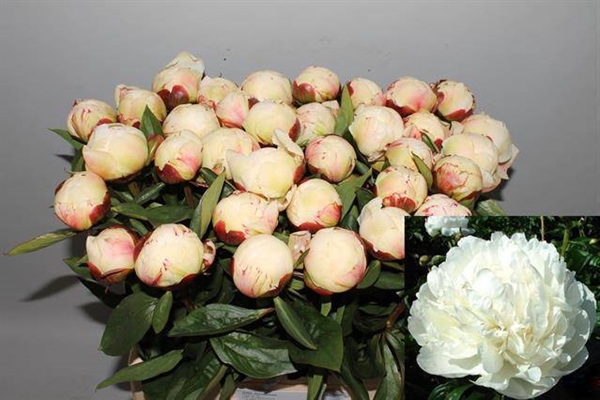 PIVOINE BRIDAL SHOWER 55 $$$