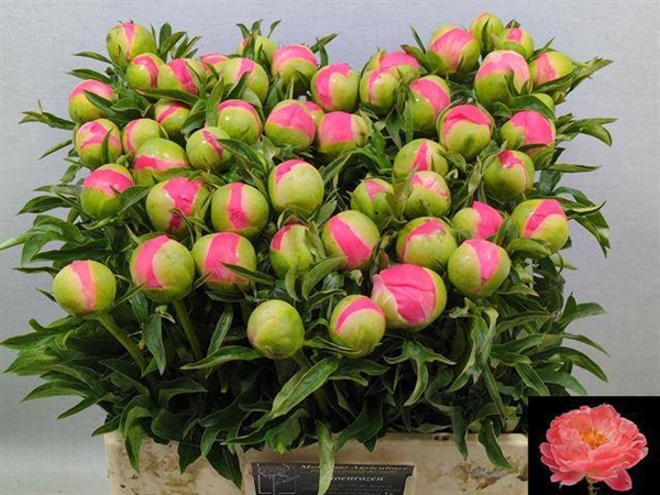 PIVOINE CORAL SUNSET 60CM