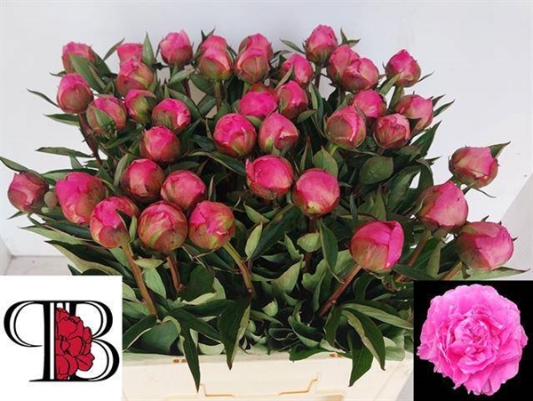 PIVOINE ALEX FLEMMING 55 $$$