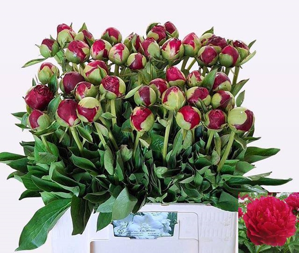 PIVOINE OLD FAITHFUL 65CM
