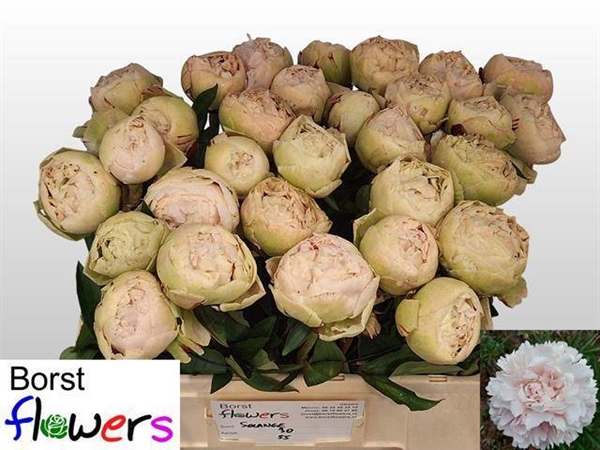 PIVOINE SOLANGE 55CM