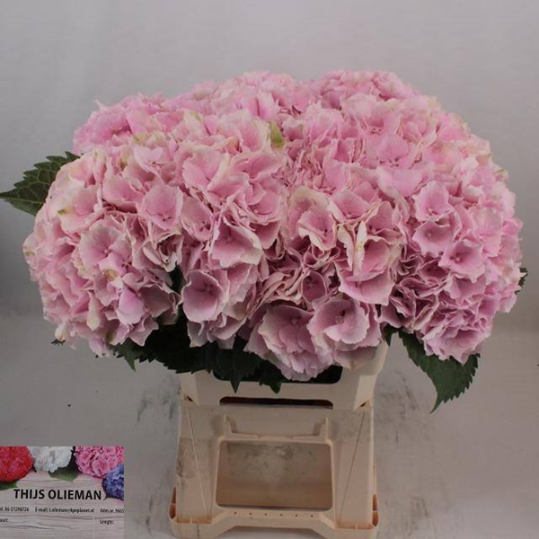 HORT. VERENA ROSE 60 $$$