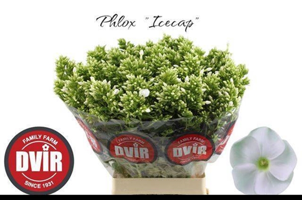 PHLOX ICECAP 70CM