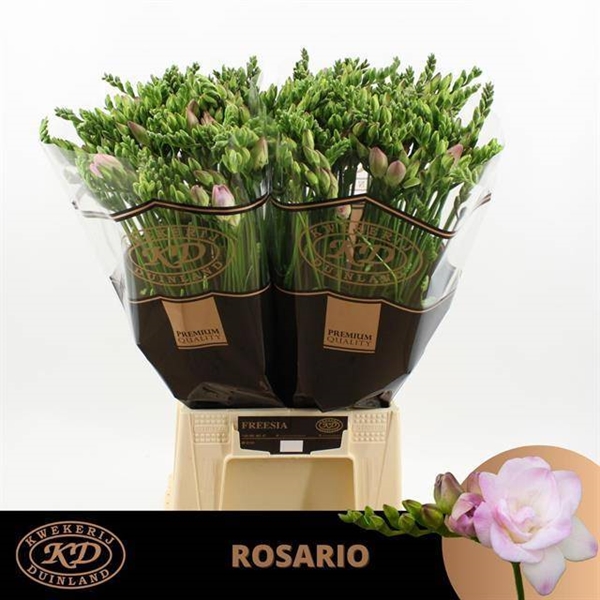 FREESIA ROSE $$$