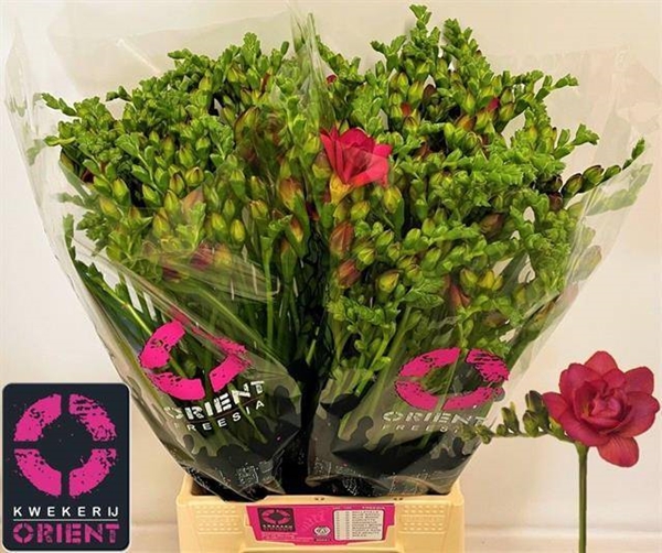 FREESIA CERISE $$$