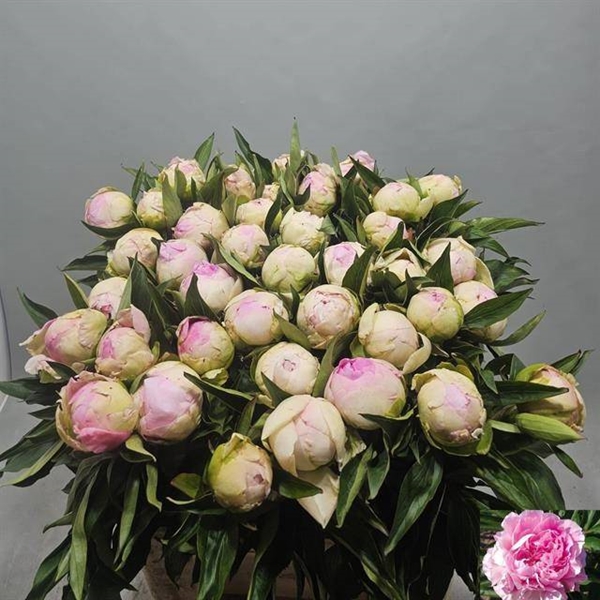 PIVOINE PINK GIANT 60CM