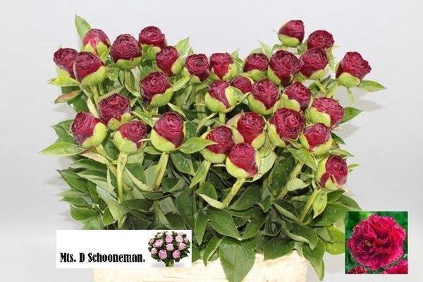 PIVOINE OLD FAITHFUL 65CM