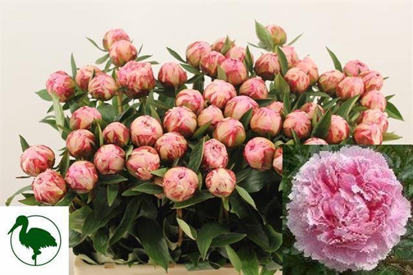 PIVOINE SARAH BERNHARDT 55 $$$
