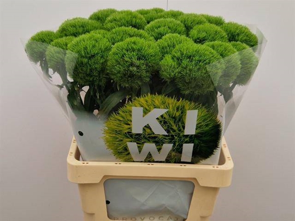 OEILLET DE POETE KIWI MELLOW 65CM