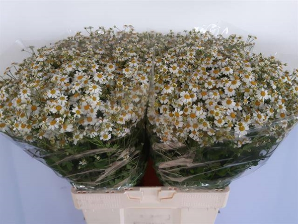 CAMOMILLE CAMERON 65CM