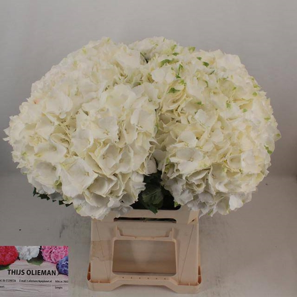 HORT. BLANC 60 $$$