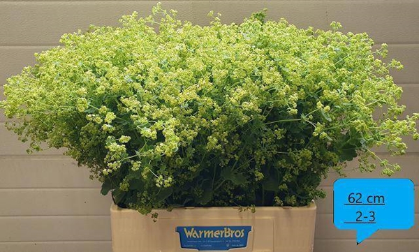 ALCHEMILLA ROBUSTICA 60