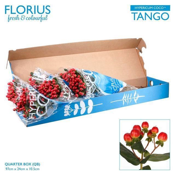 HYPERICUM COCO TANGO 60CM
