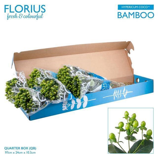 HYPERICUM COCO BAMBOO 60CM
