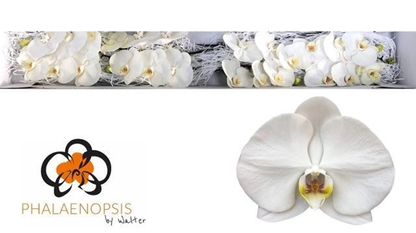 PHALAENO SENSATION WHITE