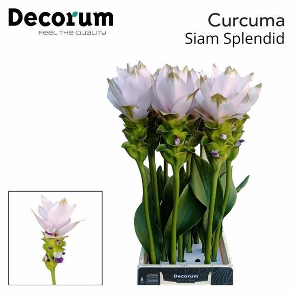 CURCUMA SPLENDID 70CM