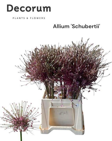 ALLIUM SCHUBERTII 50CM