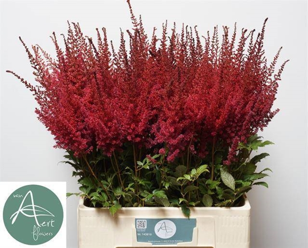 ASTILBE PAUL GAARDER 70CM