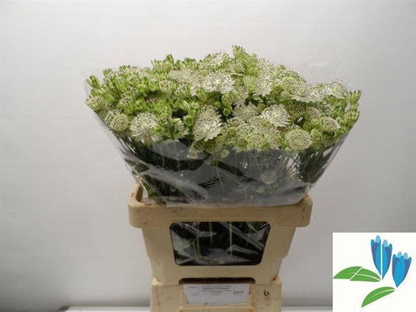 ASTRANTIA SHAGGY 60CM