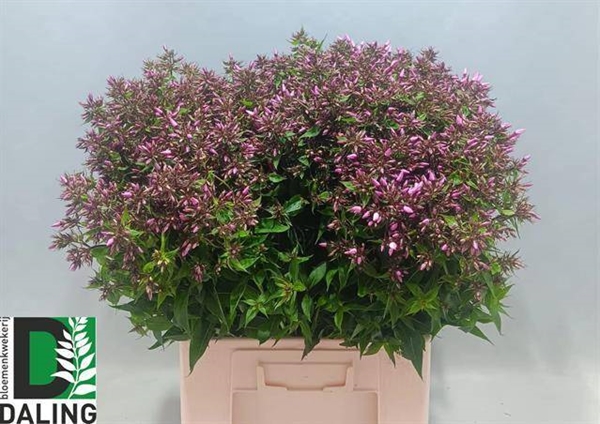 PHLOX PINK EYES 70CM