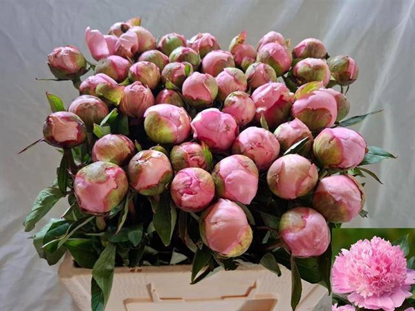 PIVOINE ANGEL CHEEKS 55 $$$