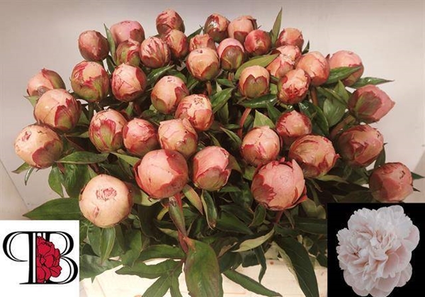 PIVOINE ANGEL CHEEKS 55 $$$