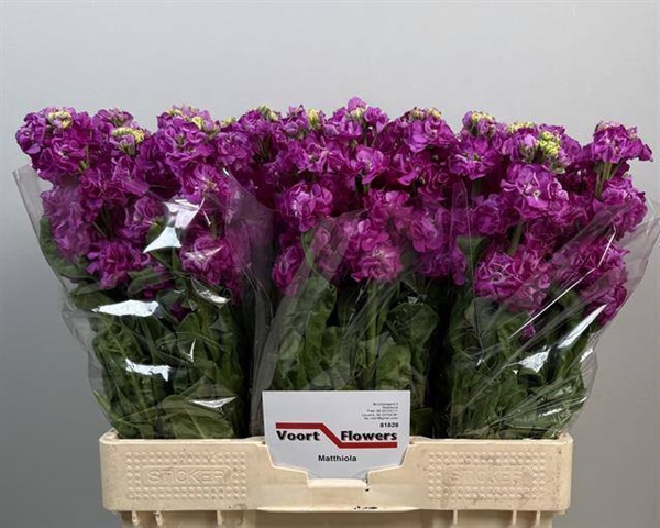 GIROFLEE DEEP ROSE 62CM