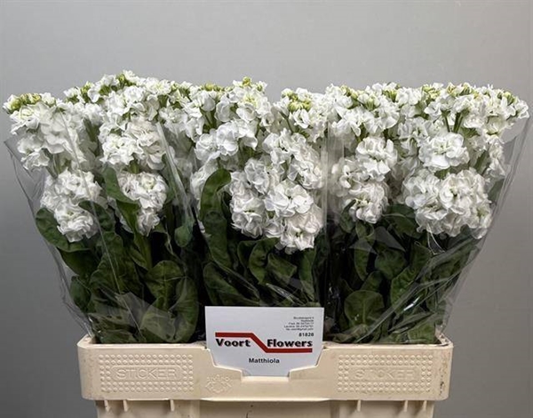 GIROFLEE WHITE 60CM