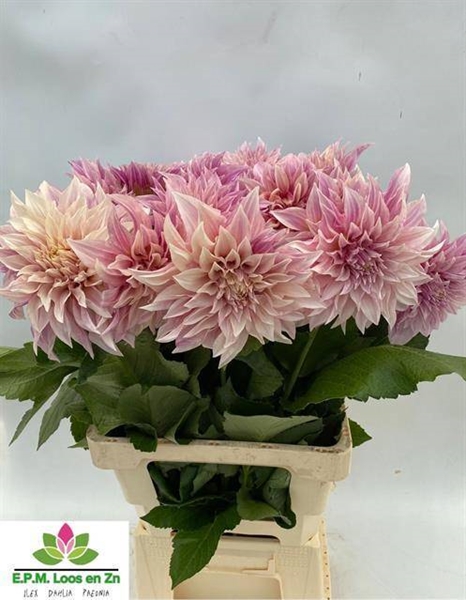 DAHLIA CAFE AU LAIT 70CM