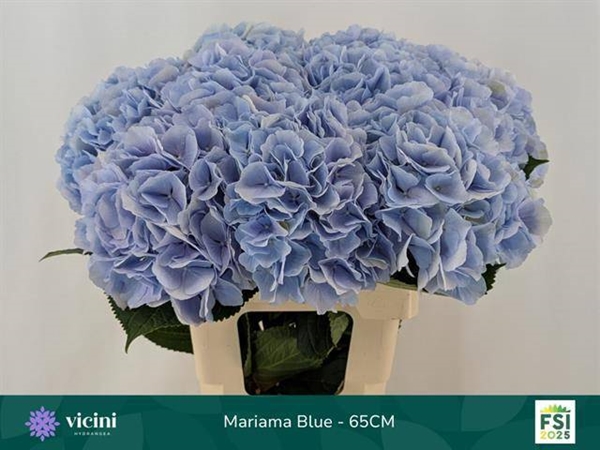 HORT. VERENA BLEU 60 $$$