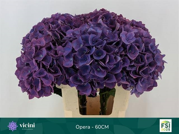HORT. LILA DOUBLE 60 $$$