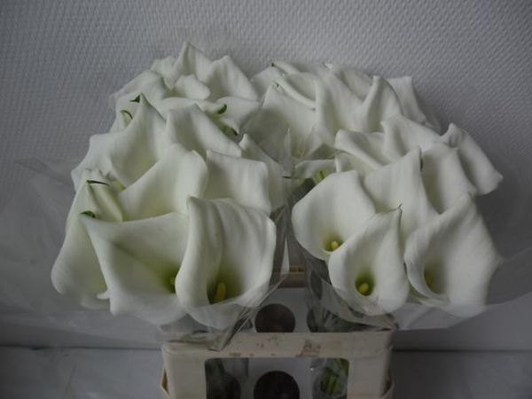 CALLA CRYSTAL BLUSH 60CM