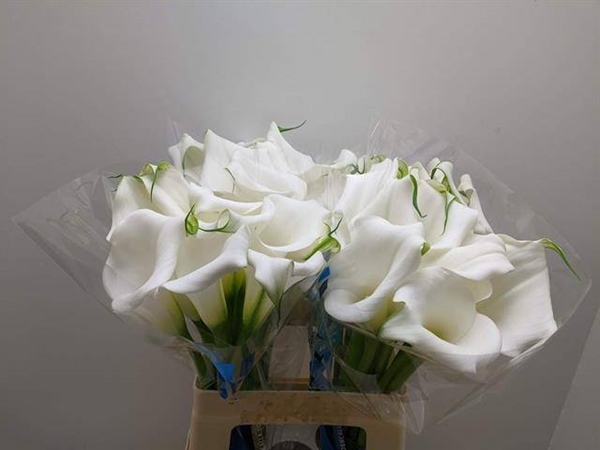 CALLA PURE ART 65CM