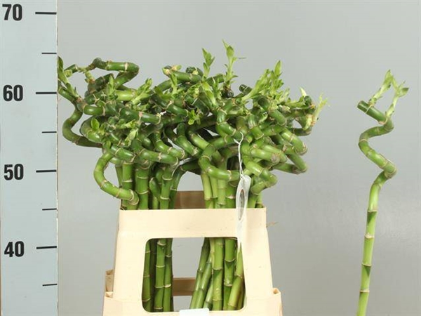 LUCKY BAMBOO SPIREEAAL 60CM