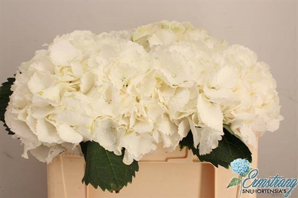 HORT. BLANC 60 $$$