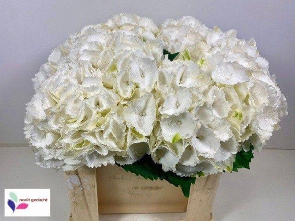 HORT. SCHNEEBALL 50CM
