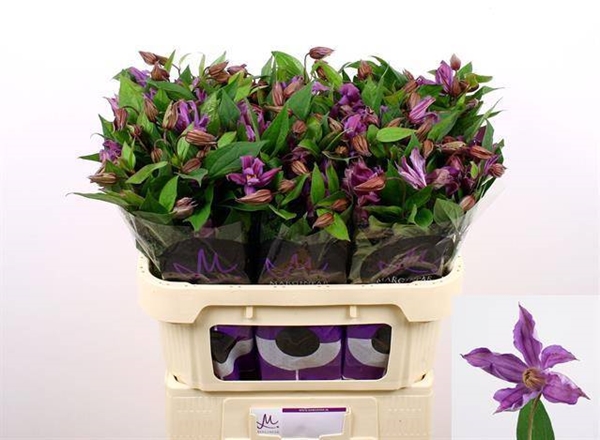 CLEMATITE AMAZING GENEVA 70CM