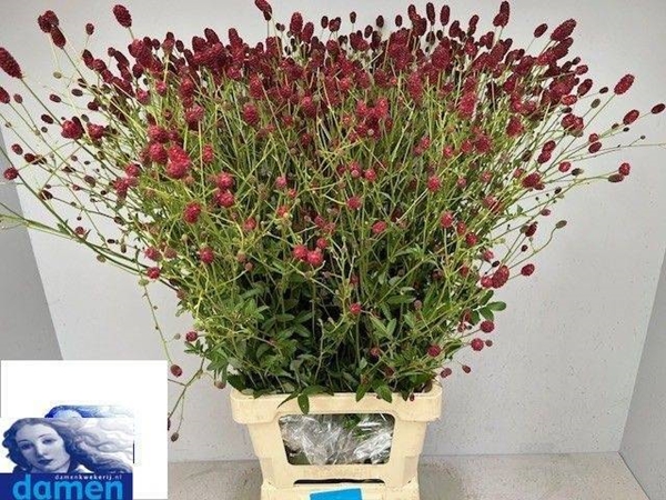 SANGUISORBA BOAVISTA 90CM