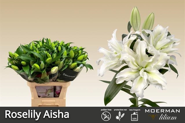 LYS ROSELILY AISHA 45FL 90CM 4 F+