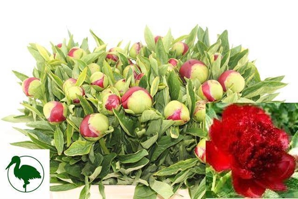 PIVOINE RED CHARM 55CM