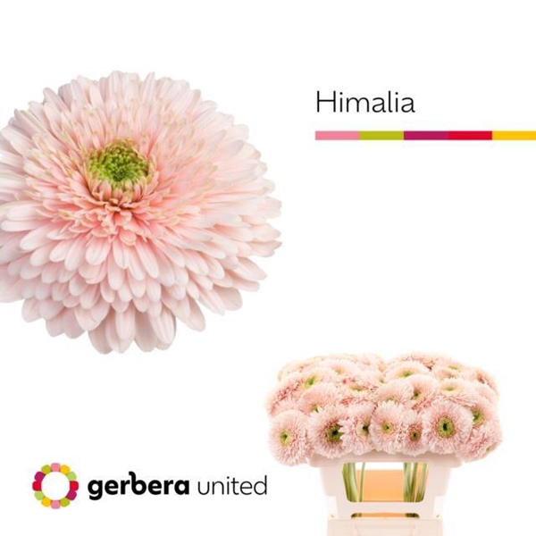 GERBERA TERRA HIMALIA 50CM