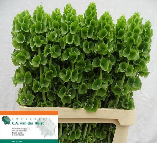 MOLUCCELLA STUK 90CM