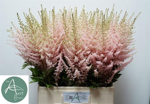 ASTILBE ROSE $$$