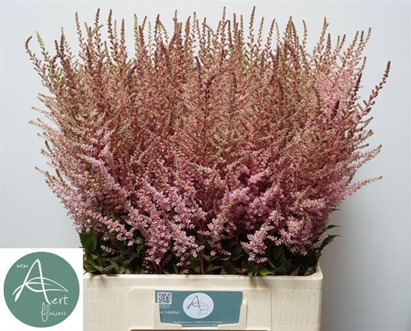 ASTILBE ERIKA 70CM